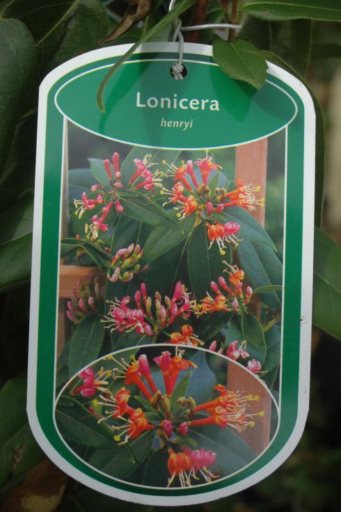 Je l�nger je lieber - Lonicera Henryi